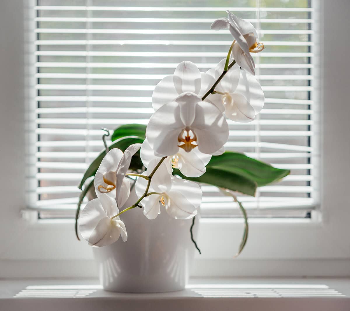 Orchids (Orchidaceae)