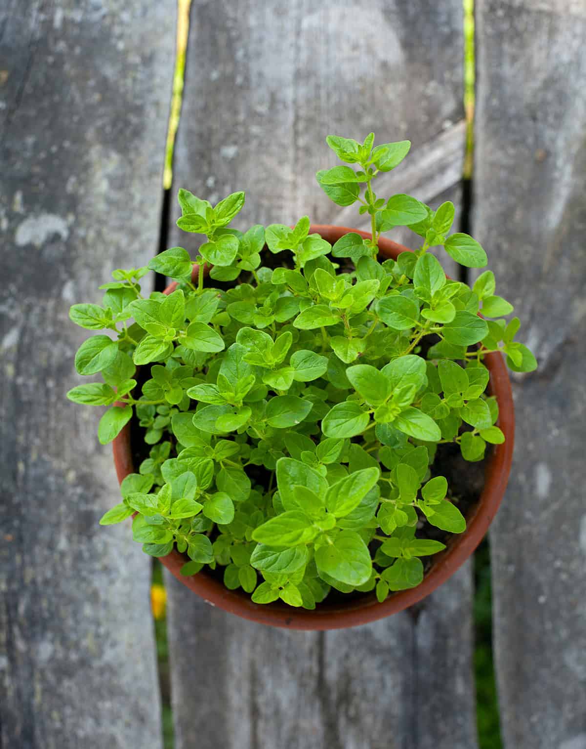 Oregano