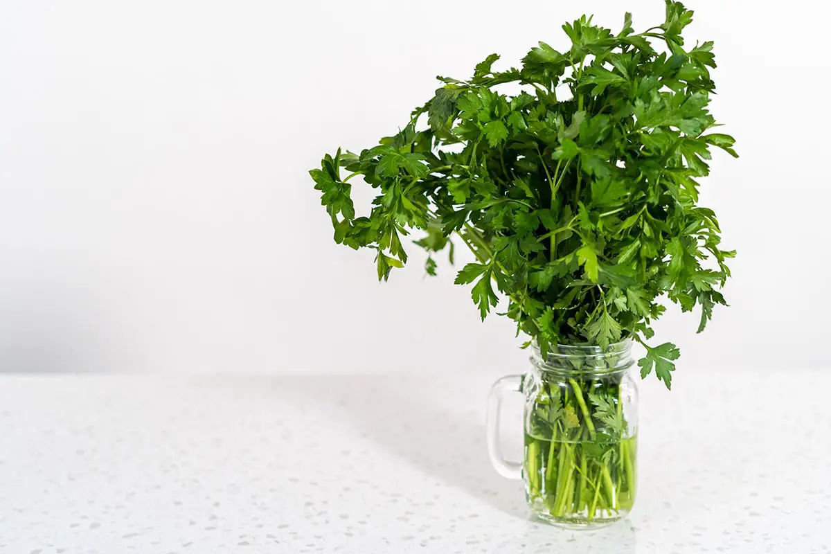 Parsley