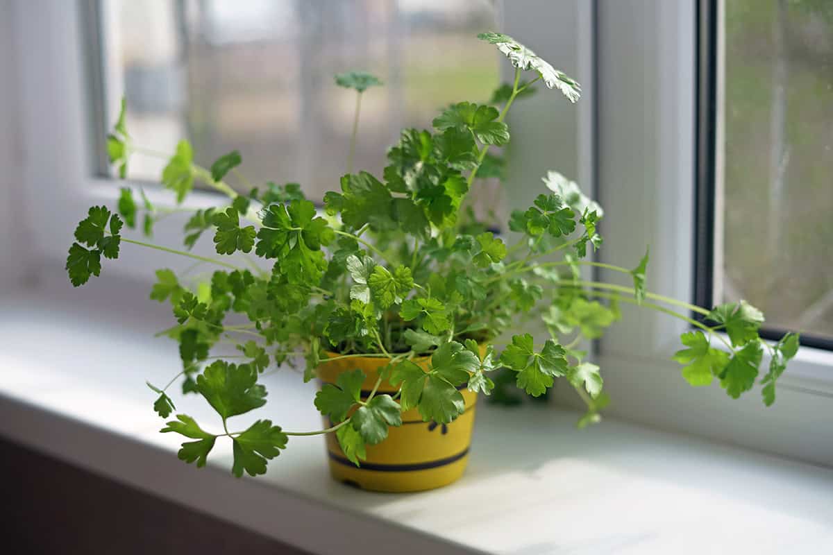 Parsley