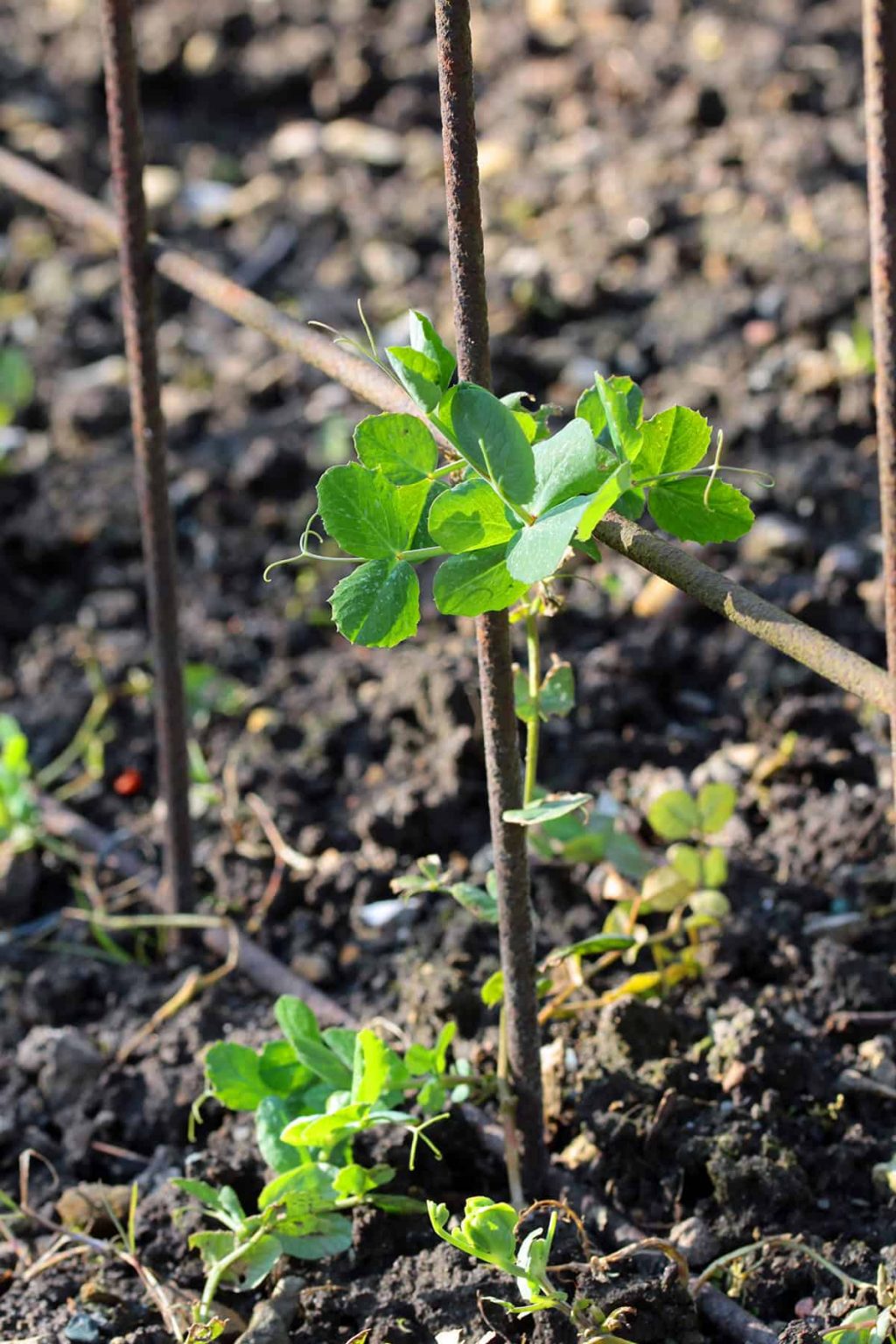 15 Easy Plants that Kids Can Grow from Seeds Plantglossary