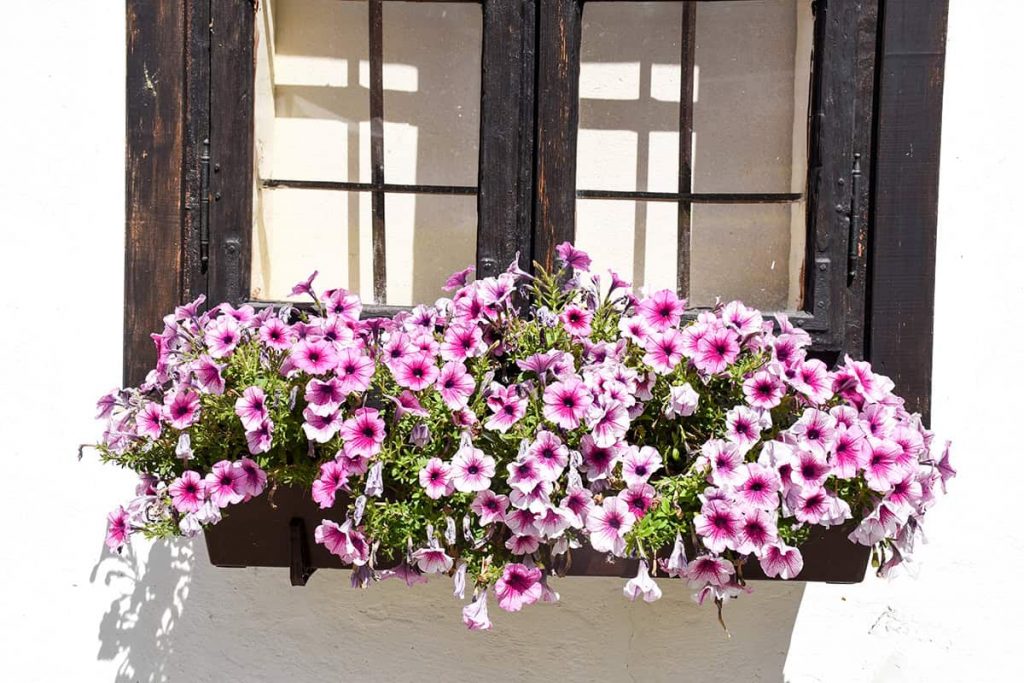 20 Best Flowers for Your Window Boxes - Plantglossary