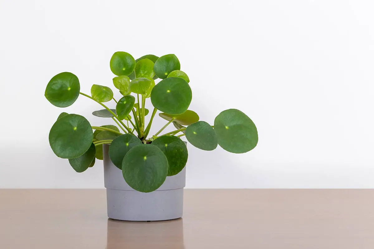 Pilea Peperomioides (Chinese Money Plant)