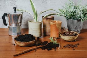 Plants that Love Coffee Grounds