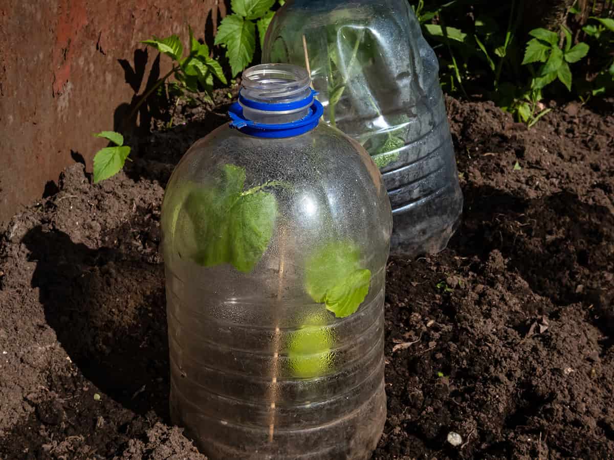 Plastic Bottle Mini Greenhouse