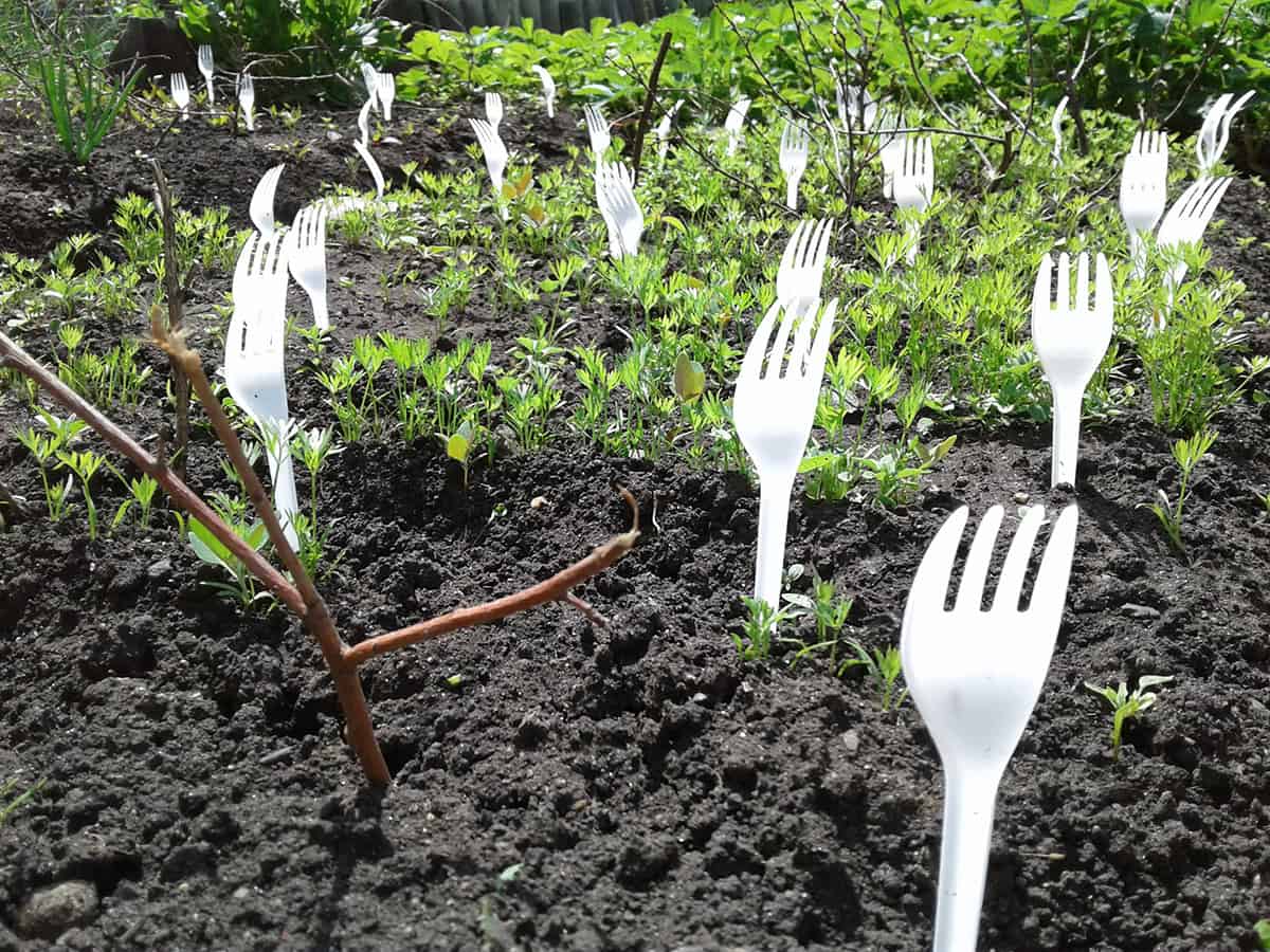 Plastic Forks As Pest Deterrent