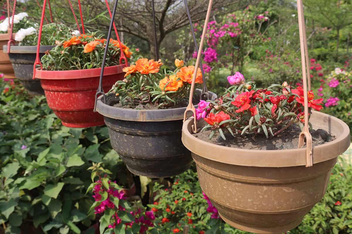 Portulaca (Moss Rose)