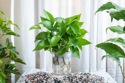 Pothos Basic Care Guide