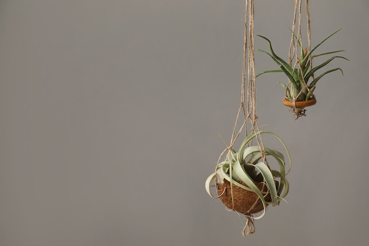 Potting and Repotting Air Plants