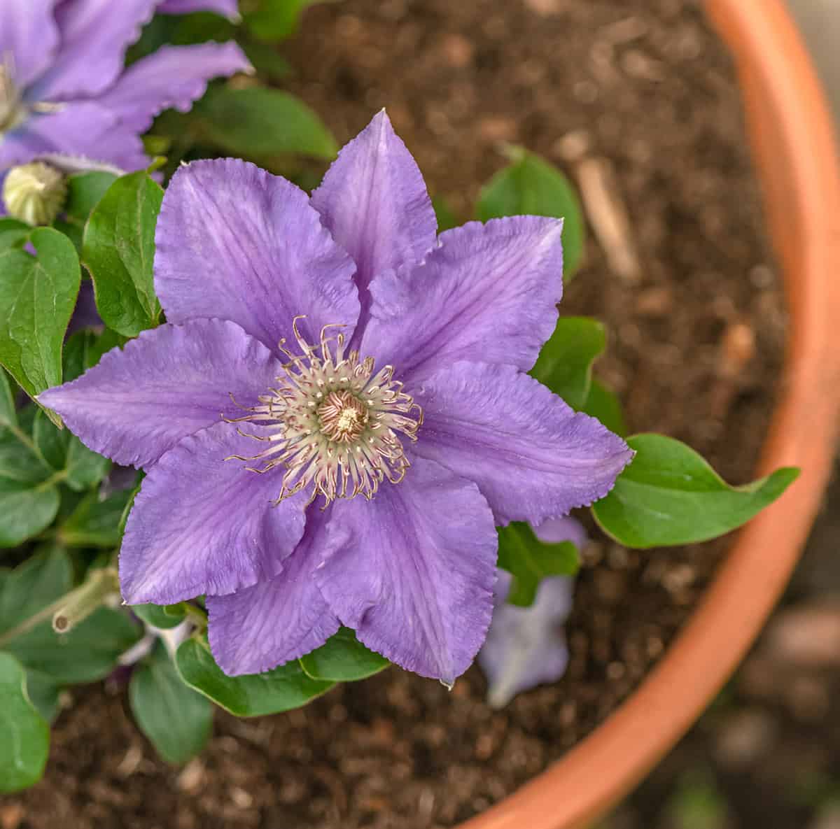Potting and Repotting Clematis Vine