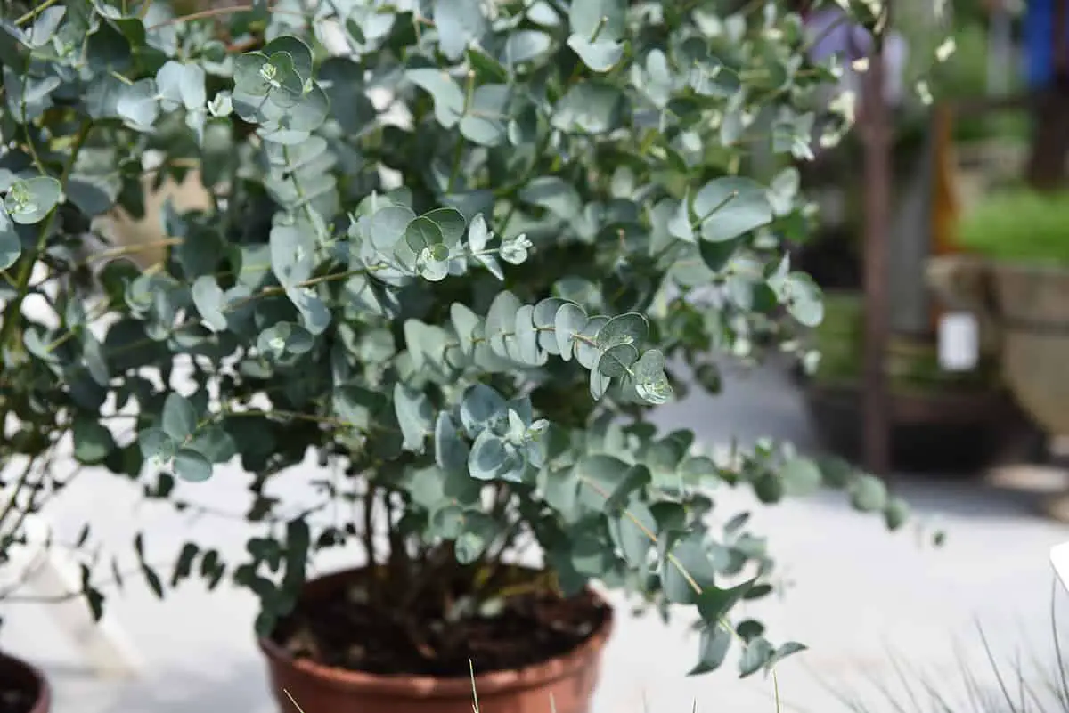 Potting and Repotting Eucalyptus Eucalyptus Plant
