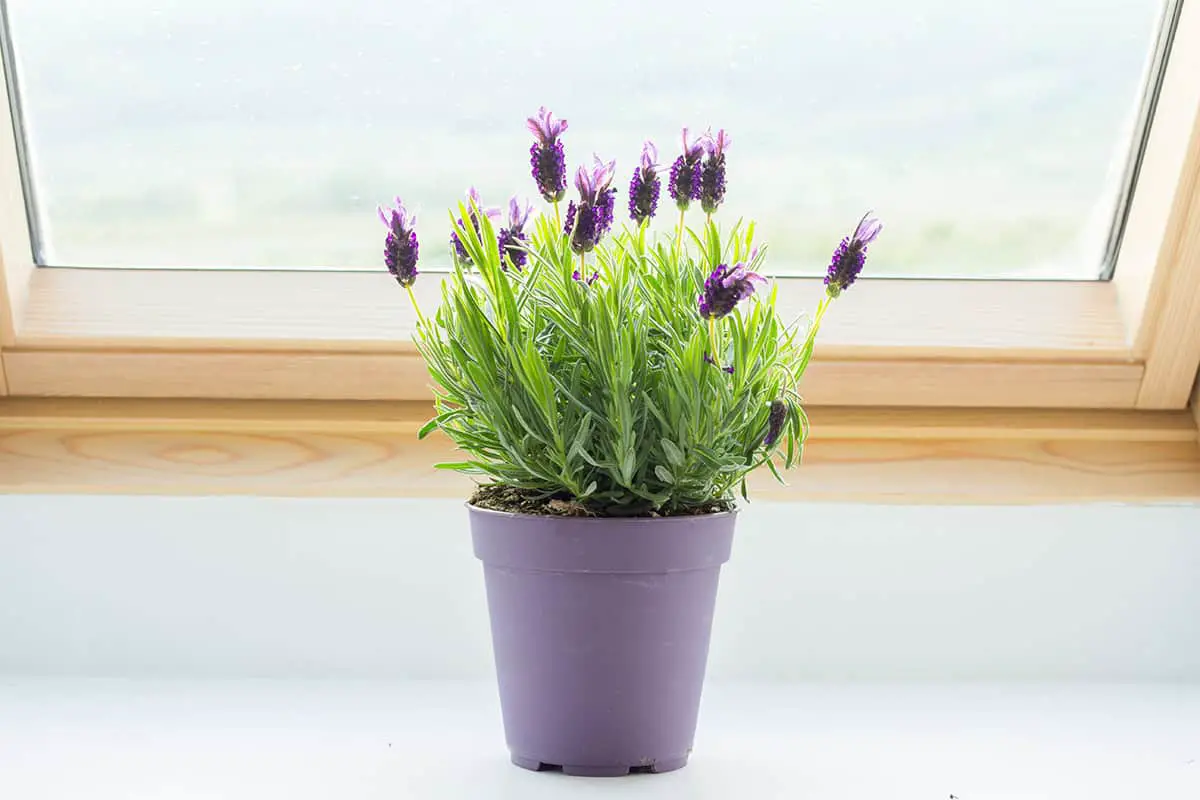 Potting and Repotting Lavender Indoors