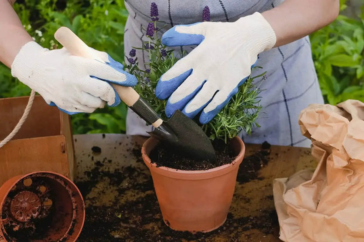 Potting and Repotting Lavender