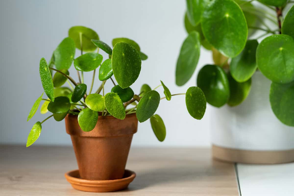 Potting and Repotting Pilea Peperomioides