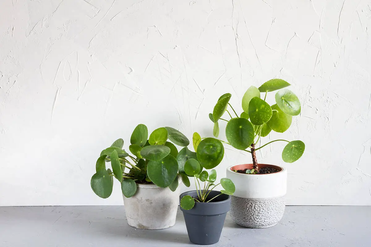 Potting and Repotting Pilea Plant
