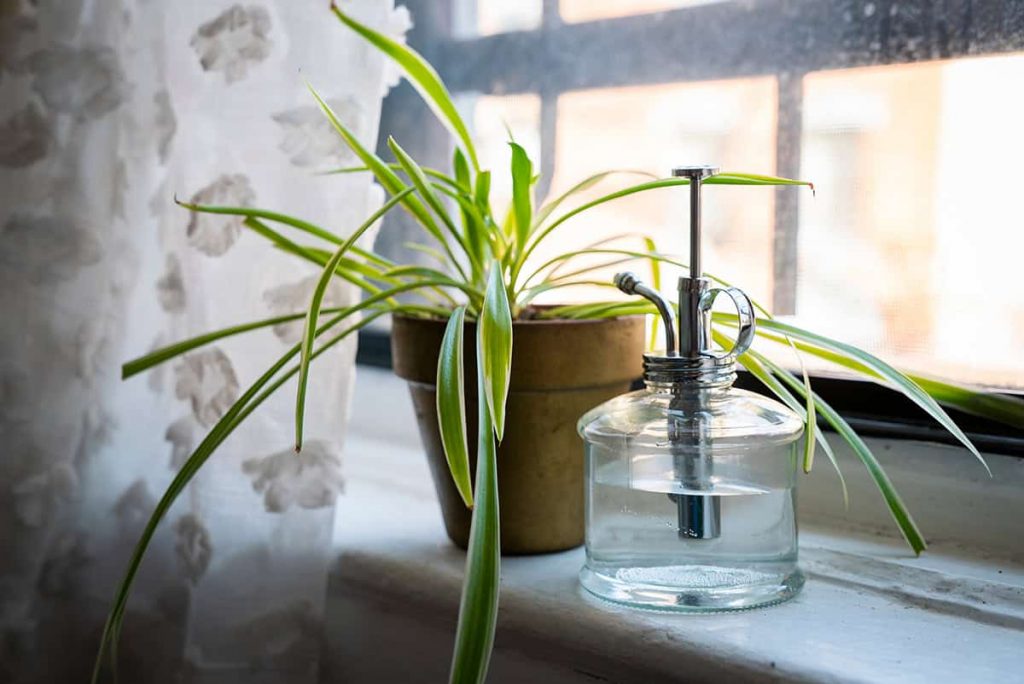 How to Revive a Wilting Spider Plant - Plantglossary