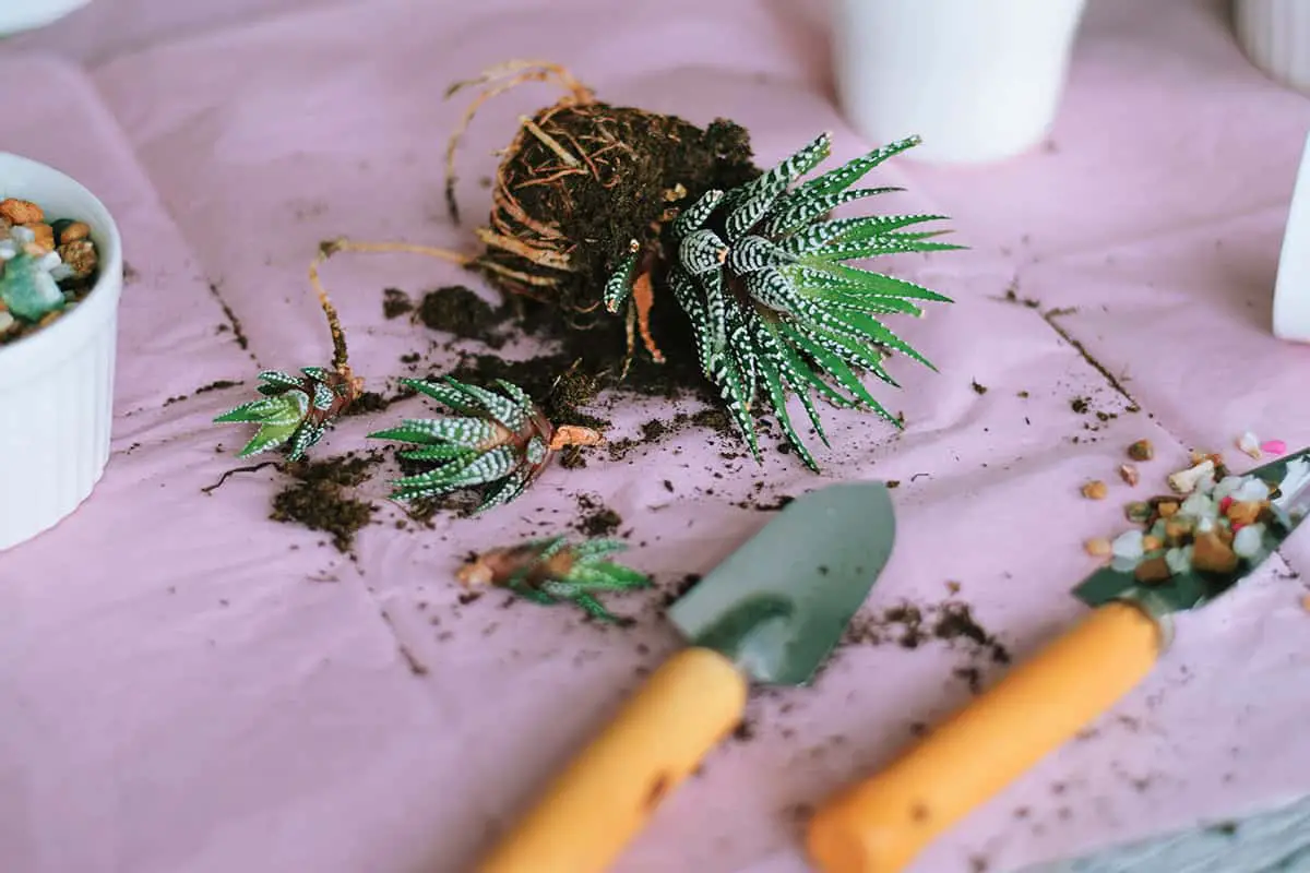 Propagation Haworthia Plants