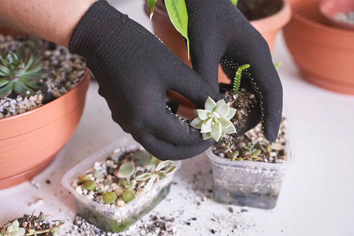 Propagation Indoor Cacti