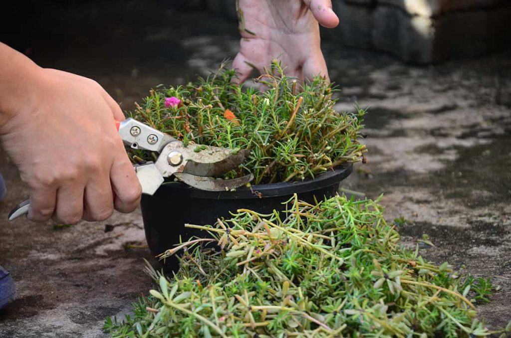 Complete Guide to Purslane Care - Plantglossary