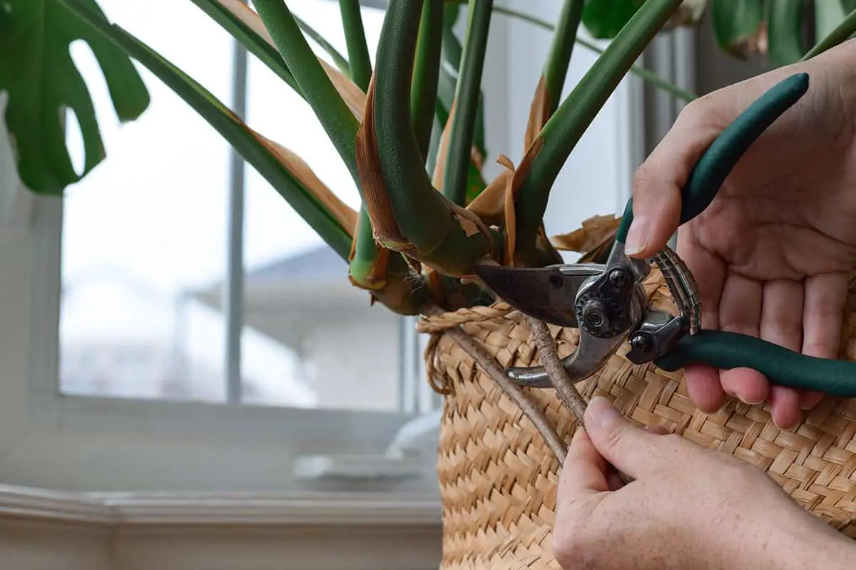 Pruning Swiss Cheese Plant