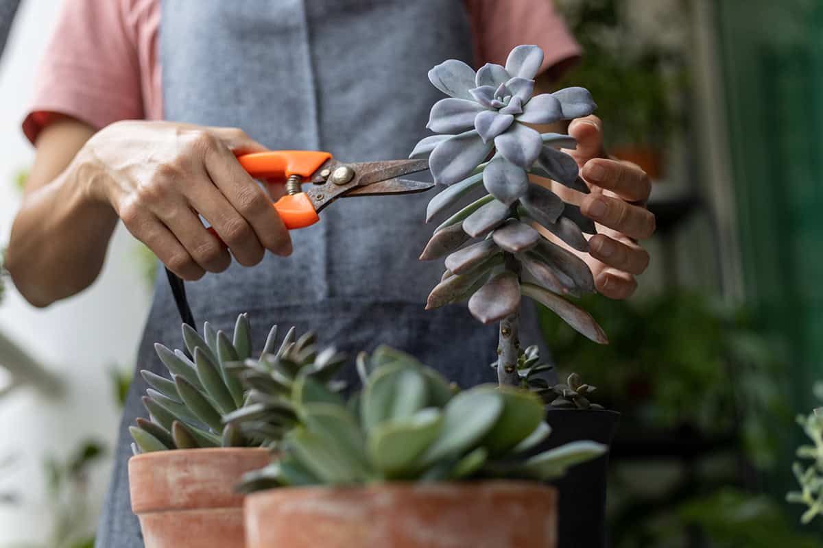 Pruning and Trimming Succulents