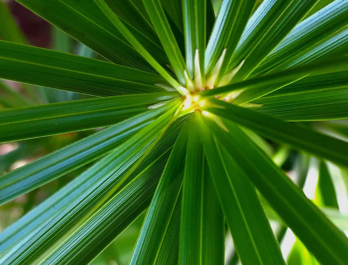 Reed Palm (Cyperus Alternifolius)