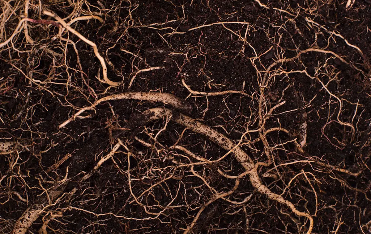 Roots Circling the Surface of the Soil