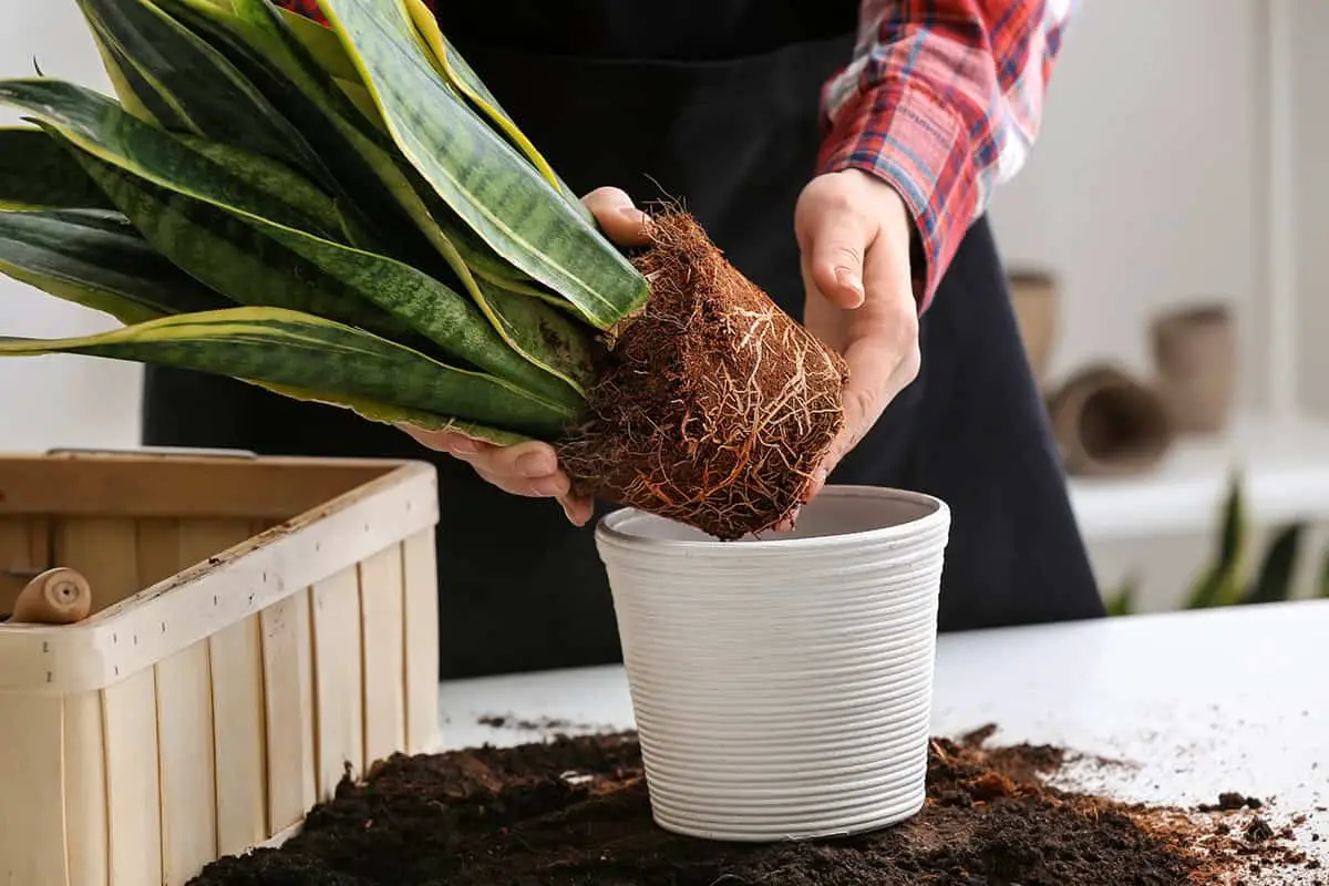 Signs that You Need to Repot Your Plants