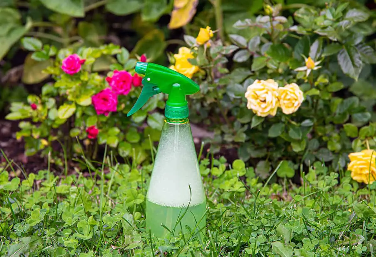 Soap Water Pest Repellent