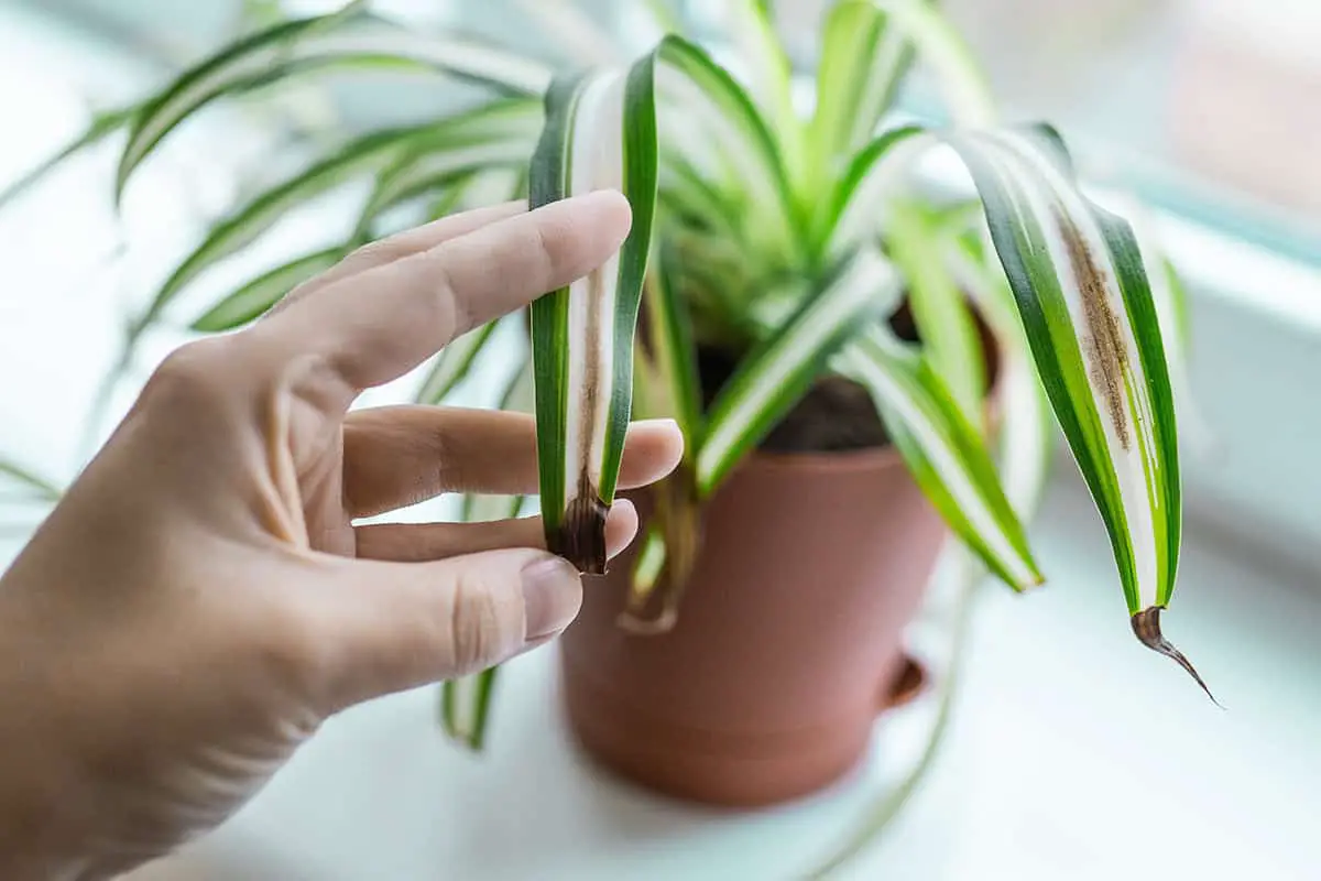 Spider Plant Have Brown Leaf Tips