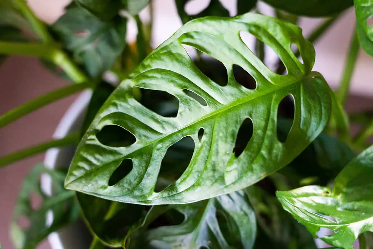 Swiss Cheese Plant Care Guide