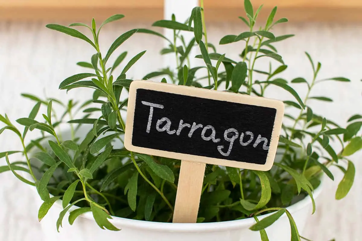 Tarragon