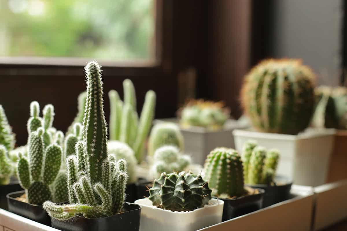 Temperature and Humidity Indoor Cacti