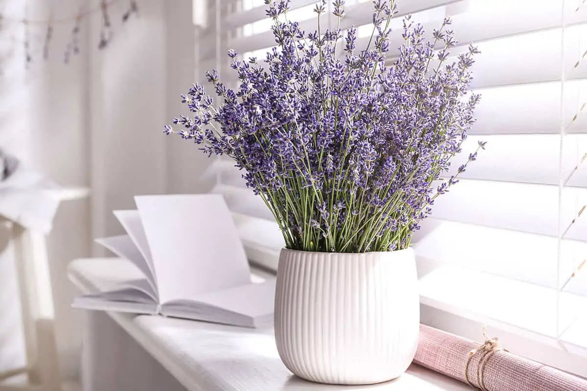 Temperature and Humidity Lavender Indoors