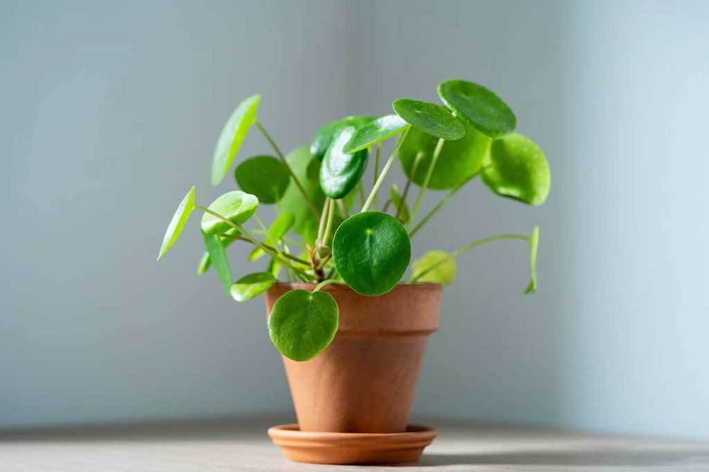 How to Grow and Care for Pilea Peperomioides - Plantglossary