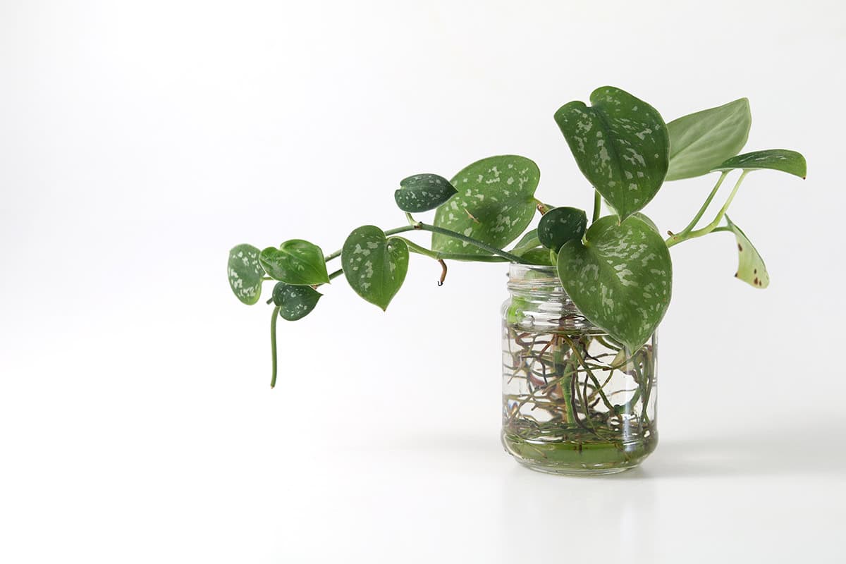 Temperature and Humidity Pothos