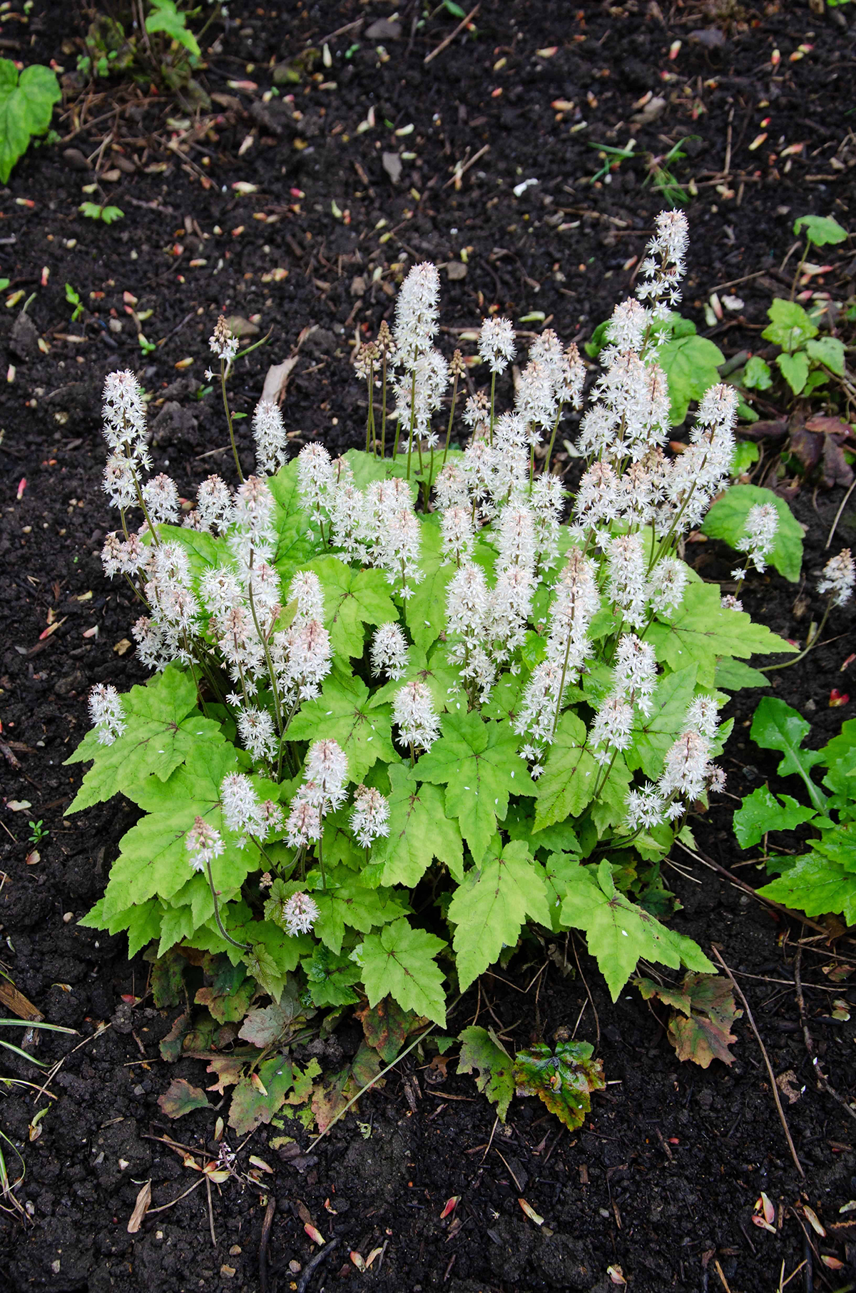 Tiarella (Foamflower)