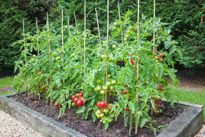 Tomato Plant Growing Mistakes