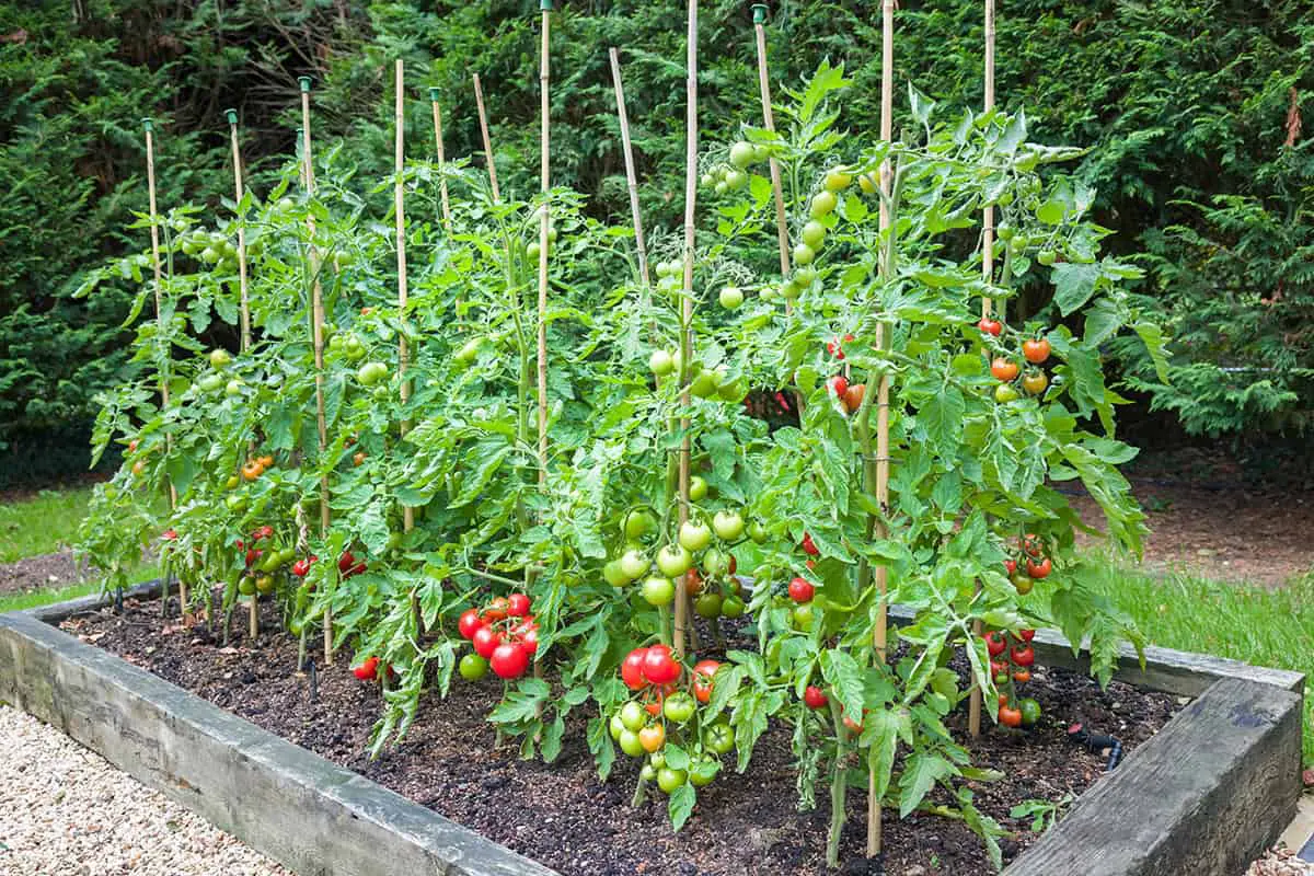 Tomato Plant Growing Mistakes