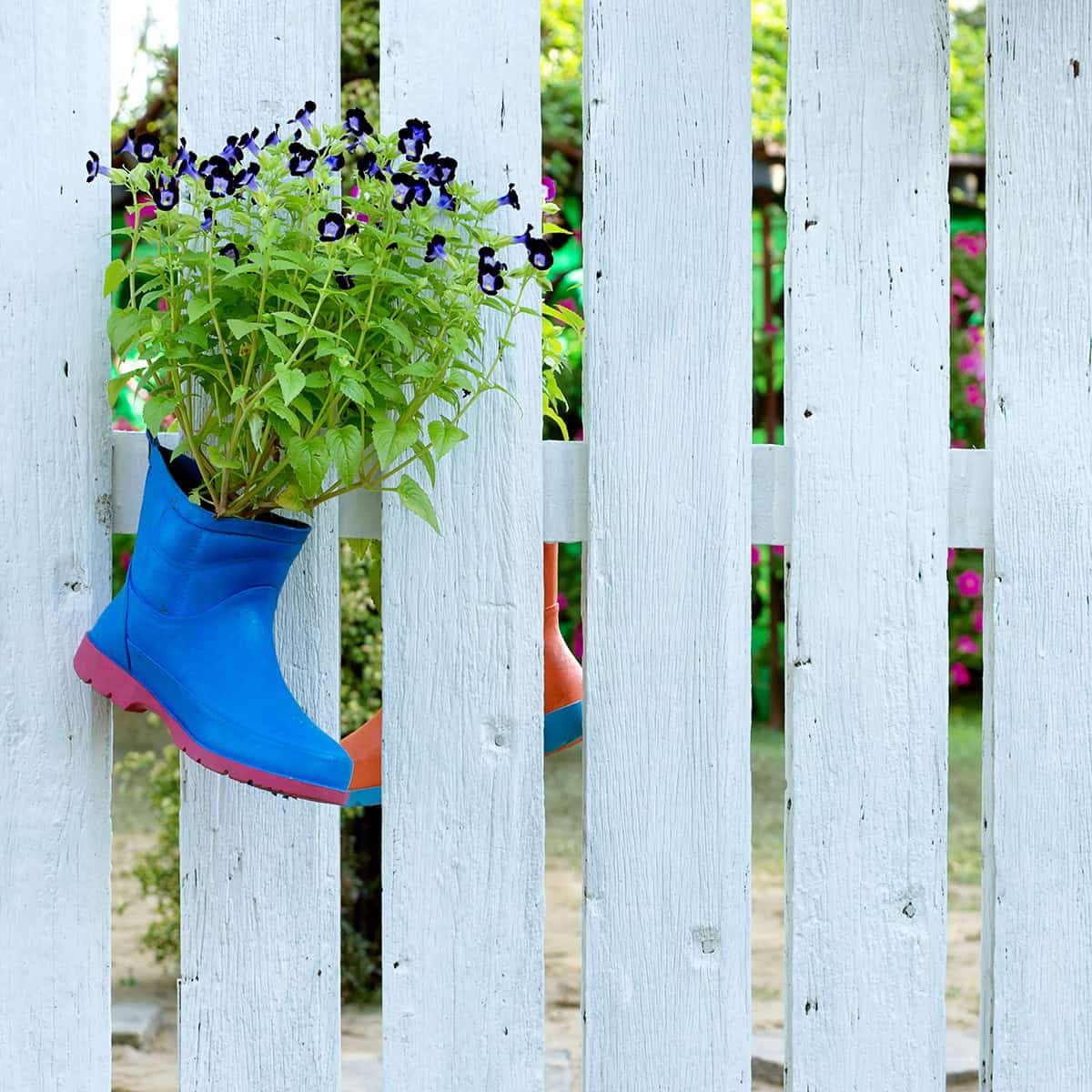 Torenia (Wishbone Flower)