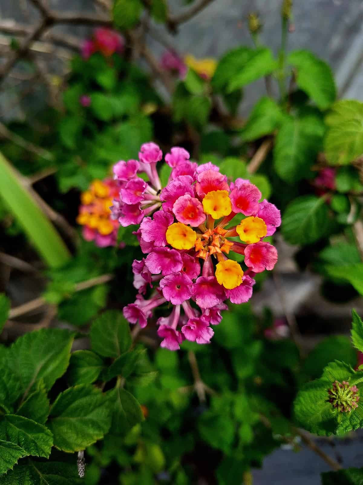 Trailing Lantana (Lantana montevidensis)