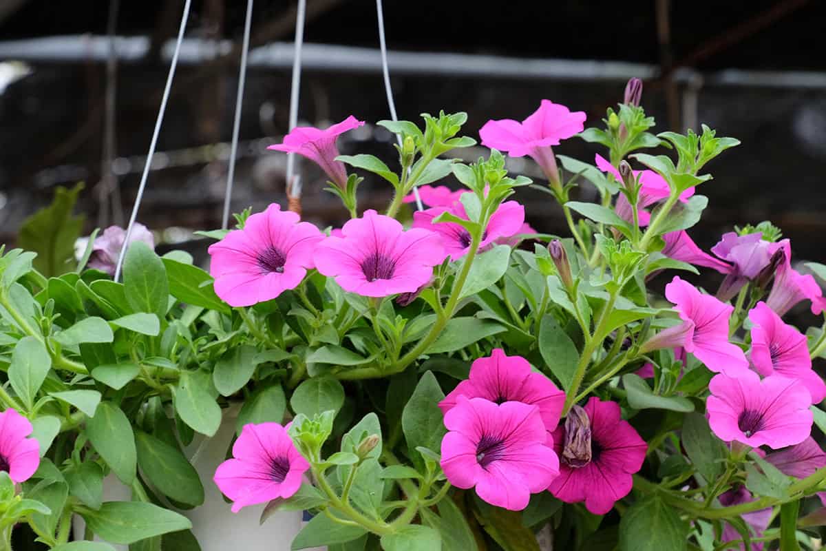Trailing Vinca (Vinca major : minor)