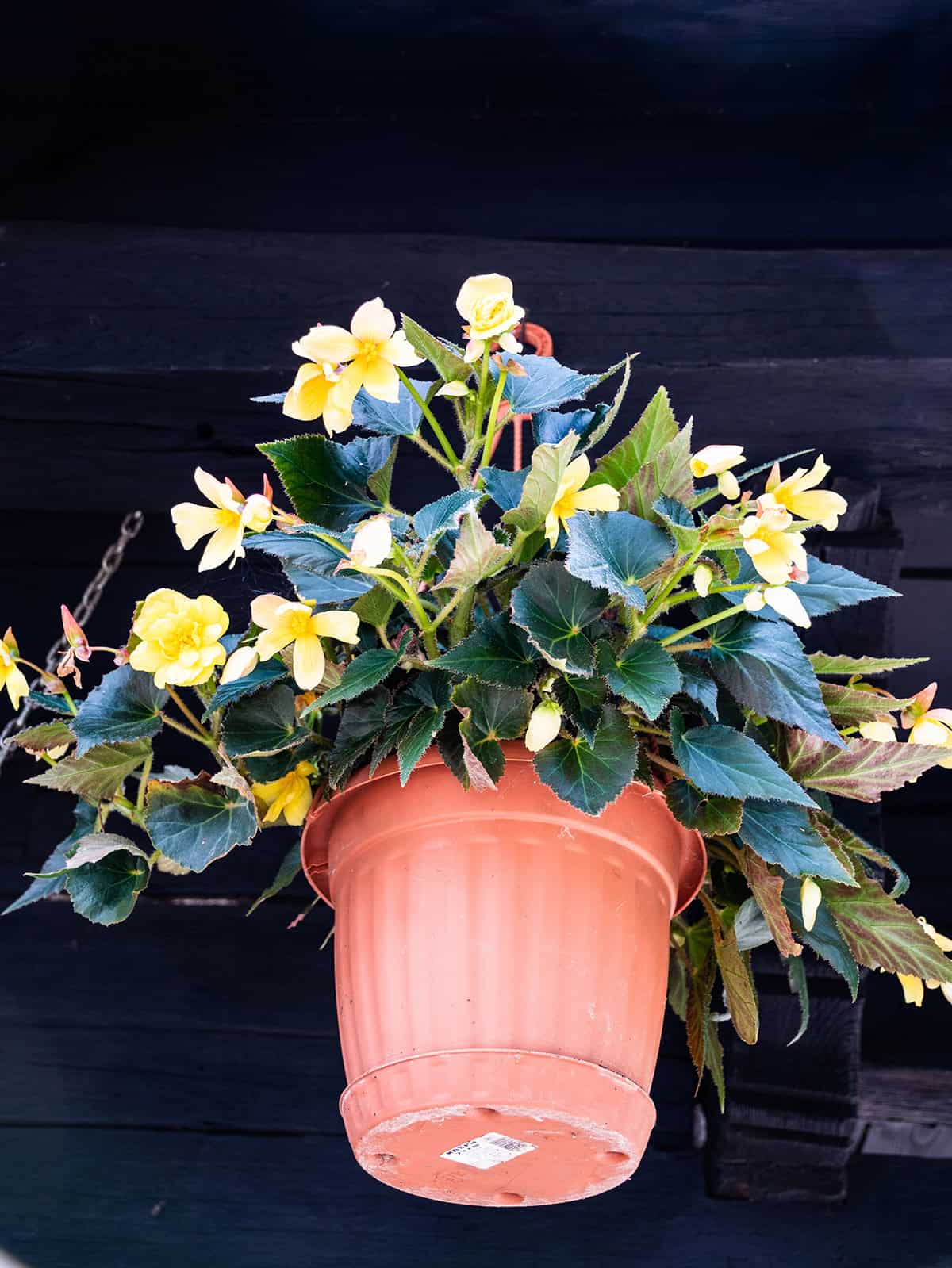 Tuberous Begonia (Begonia tuberhybrida)
