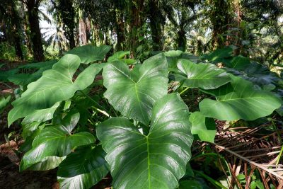 Types of Elephant Ear Plants