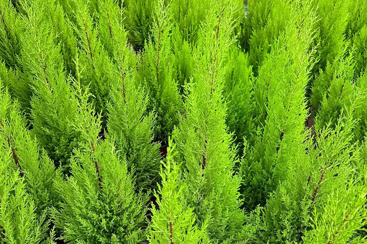 Types of Pine Trees You Can Grow