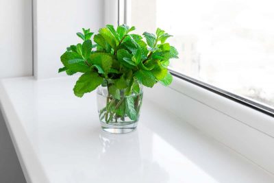 Vegetables that You Can Regrow Indoors with Just Water
