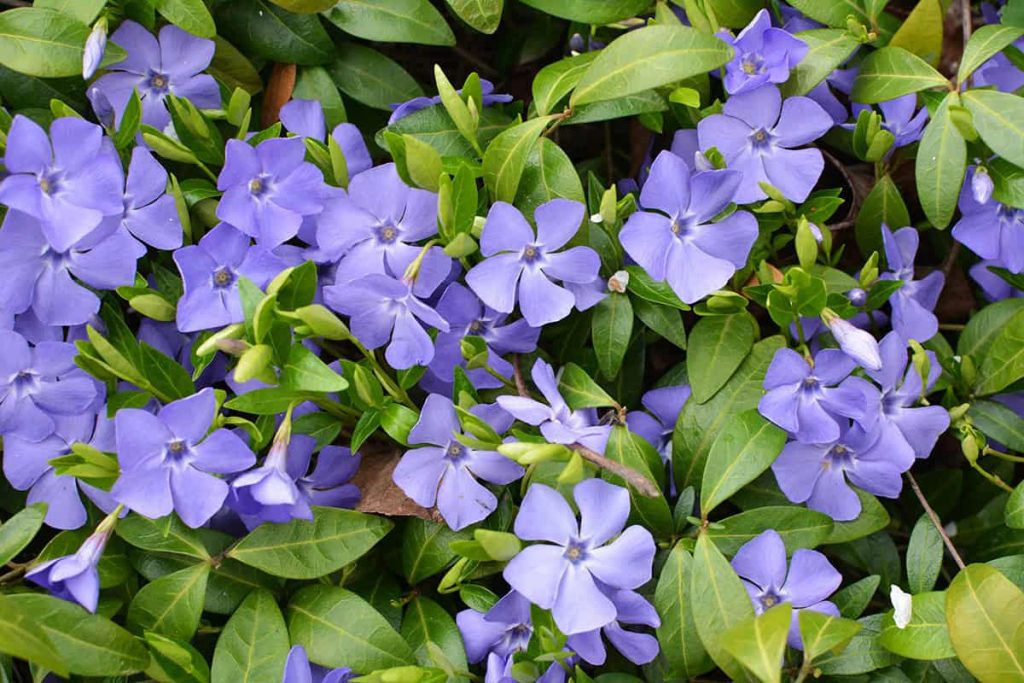 20 Best Flowers for Your Window Boxes - Plantglossary
