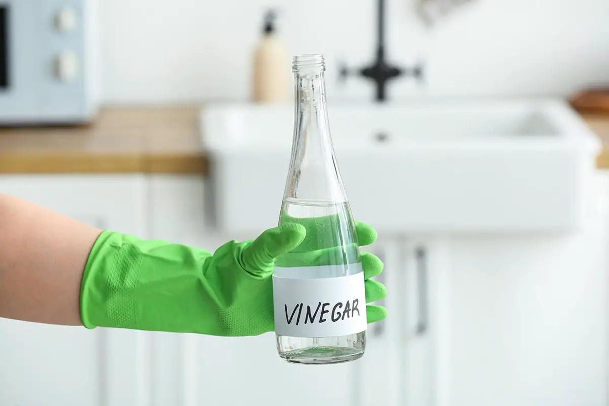 Vinegar Mix For Acid Loving Plants