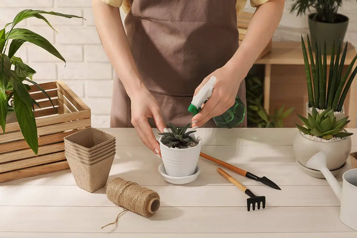 Watering Haworthia Plants