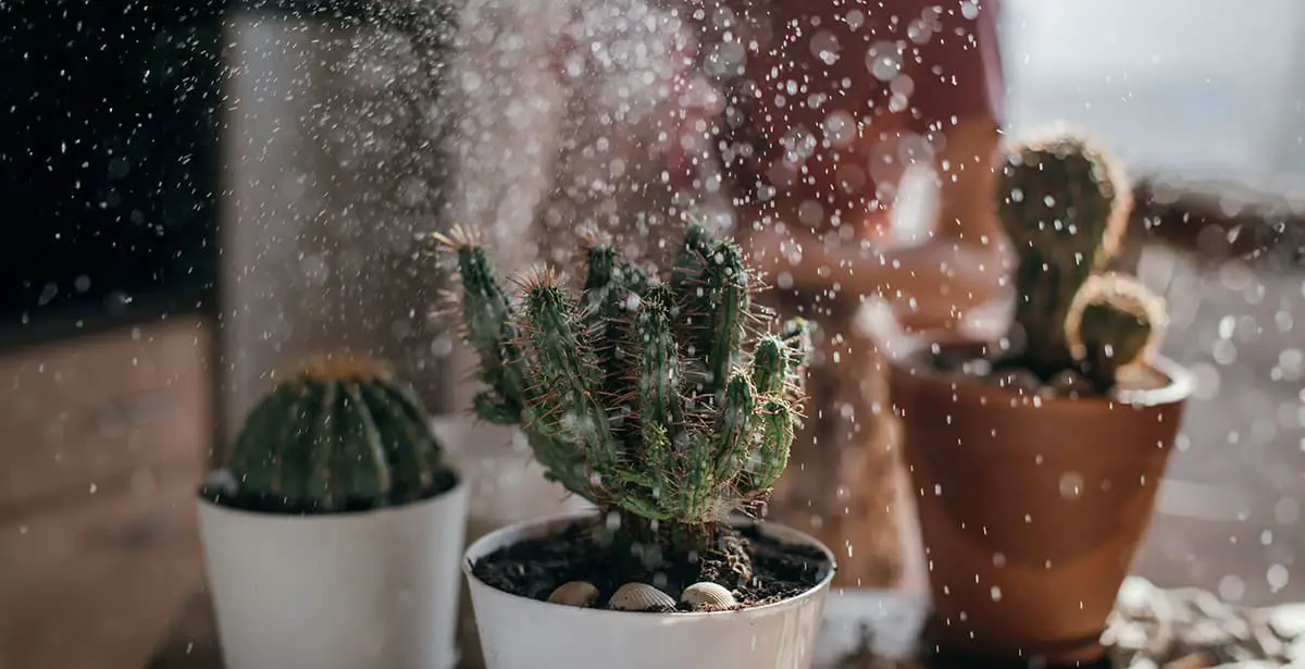 Watering Indoor Cacti